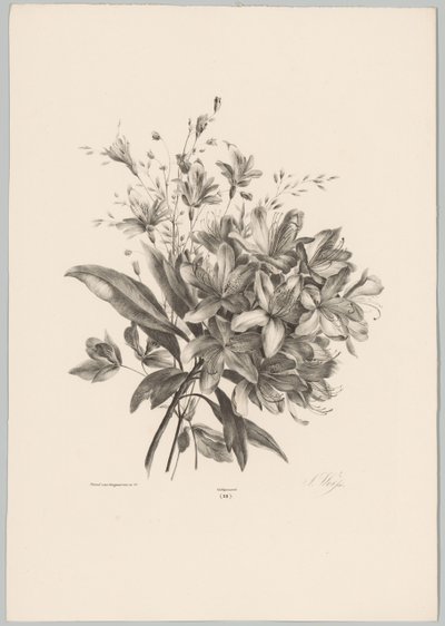 Lys (série: Études de fleurs et de fruits, 10e livraison) - Anton Weiss