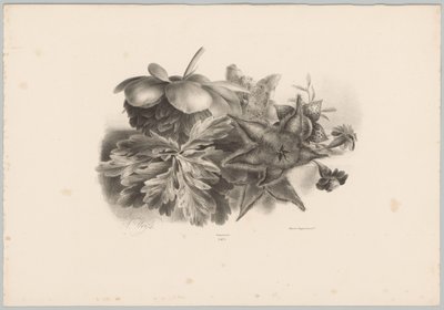 Fleurs de la passion et feuilles (Bloem en Fruit Studien, 10e aflevering) - Anton Weiss