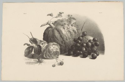 Citrouille, raisins, rose et fraises (Bloem en Fruit Studien, 3ème livraison) - Anton Weiss