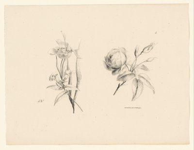 Rose et autres fleurs - Anton Weiss