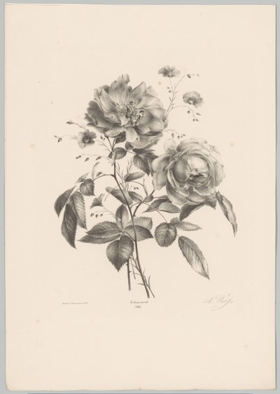 Rose et fleur ressemblant à un œillet - Anton Weiss