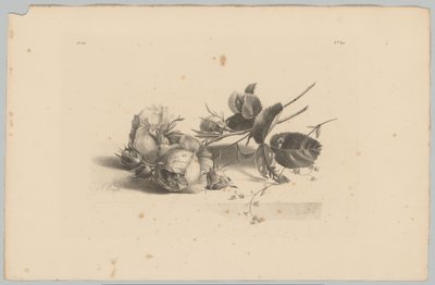 Études de fleurs et de fruits (3e épisode) - Anton Weiss