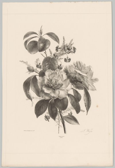 Roses et autres fleurs (série: Études de fleurs et de fruits, 10e livraison) - Anton Weiss