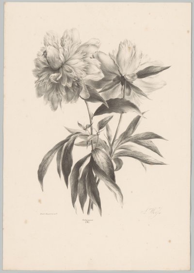 Deux fleurs (Bloem en Fruit Studien, 10e aflevering) - Anton Weiss