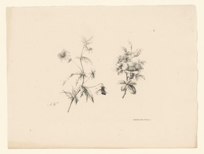 Deux fleurs (série Fleurs et fruits) - Anton Weiss