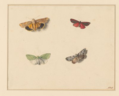 Quatre papillons - Anton Weiss
