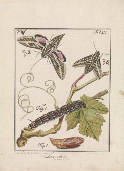 De la chenille au papillon - Antoni Zürcher