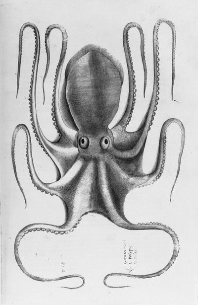Illustration de "Aquatilium animalium historiae, liber primus" par Ippolito Salviani, 1554 - Antonio Lafreri