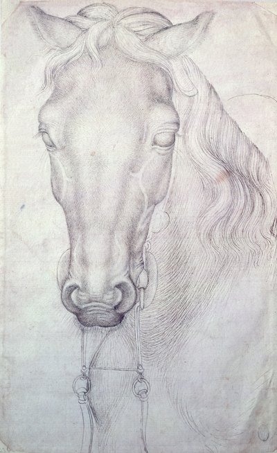 Tête de cheval - Antonio Pisanello
