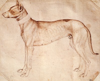 Étude de chien de chasse, dessin à la plume et à l