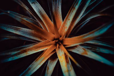 Bromelioideae, 2015 (photo numérique) - Antonio Schubert