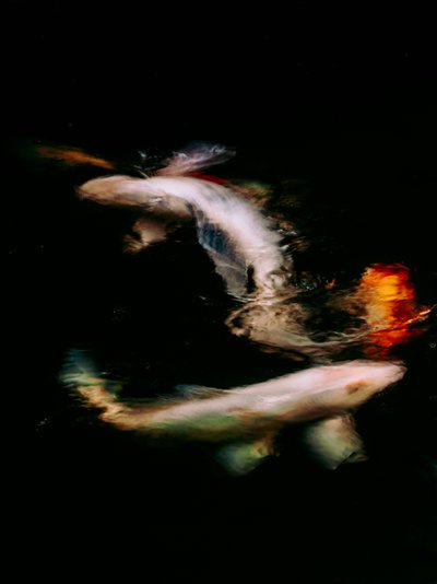 Haikai V, 2022 (photo numérique) - Antonio Schubert