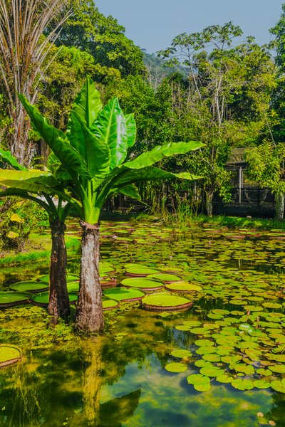 Jardim Amazonico, 2024 (photographie numérique) - Antonio Schubert