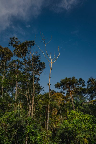 Mantiqueira XLVI, 2021 - Antonio Schubert