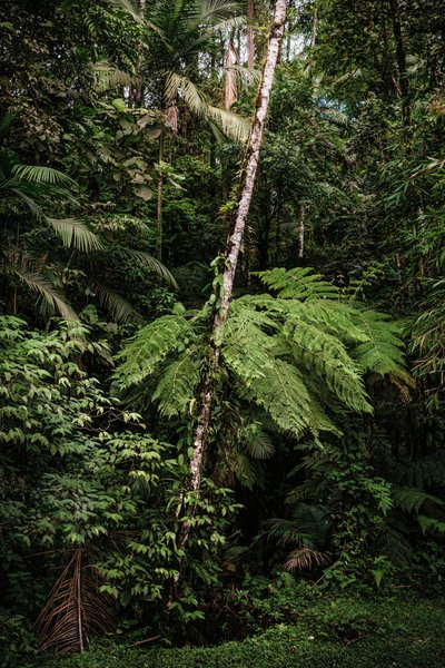 Mantiqueira XXXIV, 2015 - Antonio Schubert