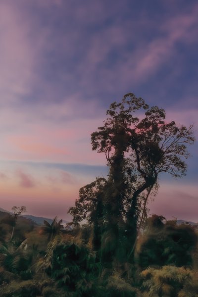 Forêt tropicale III, 2020 - Antonio Schubert