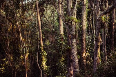 Forêt tropicale IV, 2021 - Antonio Schubert