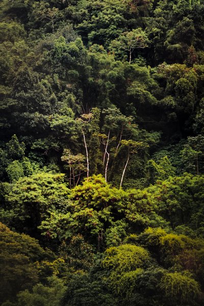 Forêt tropicale IX, 2018 - Antonio Schubert
