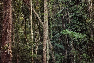 Forêt tropicale V, 2021 (photographie numérique) - Antonio Schubert