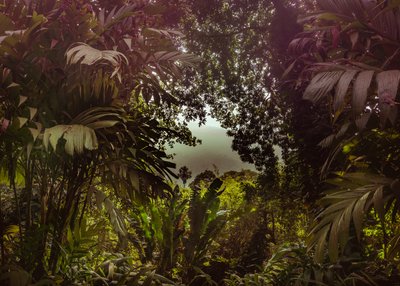 Forêt de Tijuca XXXVII, 2024 (photographie numérique) - Antonio Schubert