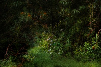 Sentiers, 2015 - Antonio Schubert