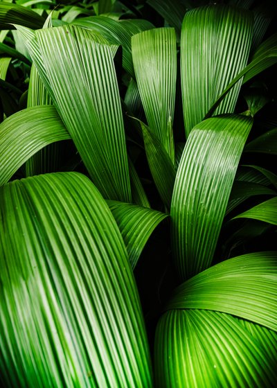Jardins tropicaux, 2023 - Antonio Schubert