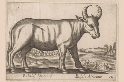 Buffle africain - Antonio Tempesta