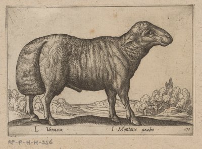 Mouton arabe - Antonio Tempesta