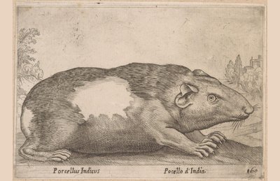 Cochon d