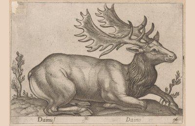 Daim - Antonio Tempesta