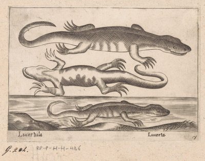 Trois lézards - Antonio Tempesta