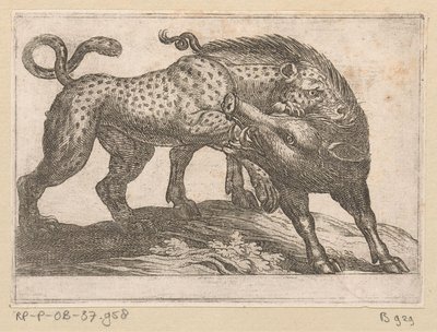 Un léopard combattant un sanglier - Antonio Tempesta