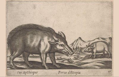 Cochon éthiopien - Antonio Tempesta