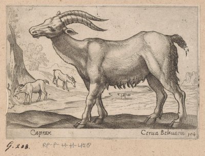 Chamois - Antonio Tempesta