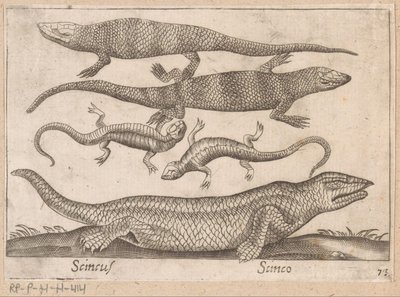 Lézards - Antonio Tempesta
