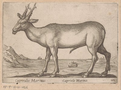Hert Capreulus Marinus / Capriolo Marino (Dieren en fabelwezens, Nova raccolta de li animali piu curiosi del mondo) - Antonio Tempesta