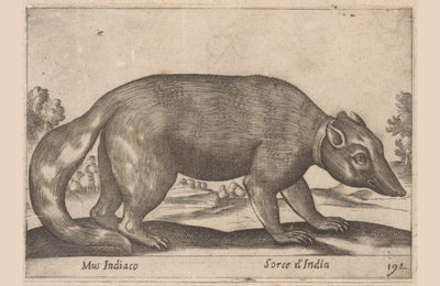 Souris indienne, furet birman, Mus Indiaco, Sorce d