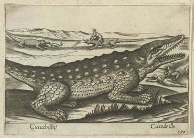 Crocodile - Antonio Tempesta