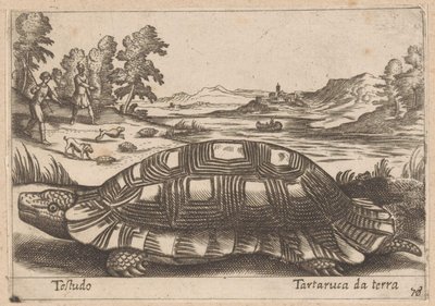 Tortue terrestre, Testudo/Tartaruga da terra (titre sur l
