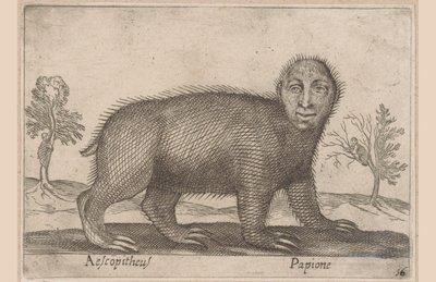 Paresseux (Animaux et créatures fabuleuses) - Antonio Tempesta
