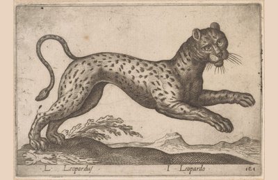 Luipaard / Leopardus / Leopardo (titre sur l