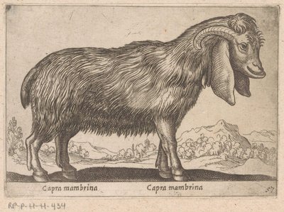 Chèvre Mambrina - Antonio Tempesta