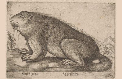 Marmotte Mus Alpinus / Marmotta (titre sur l