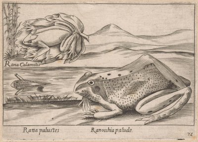 Grenouilles des marais - Antonio Tempesta