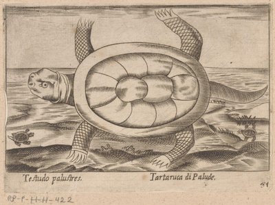 Tortue des marais - Antonio Tempesta