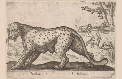 Panthère (Animaux et créatures fabuleuses) - Antonio Tempesta