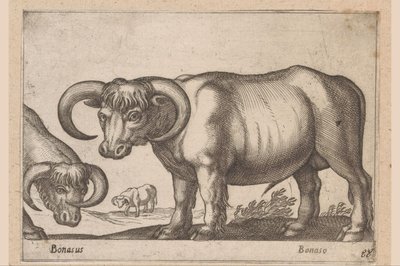 Bovins (Animaux et créatures fabuleuses) - Antonio Tempesta