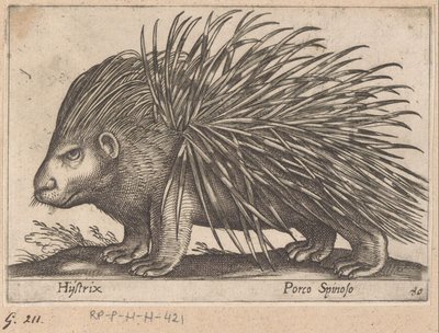 Porc-épic - Antonio Tempesta