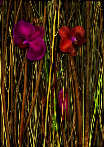 Blossoms no.2, 2014 (photo) - Antonius Antonius