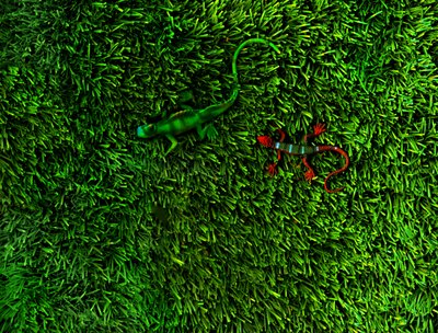 Grass-4;, 2014 (photo) - Antonius Antonius